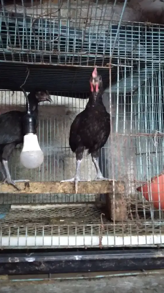 Pitik ayam ketawa