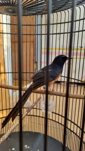 Burung Murai Pastol Gacor