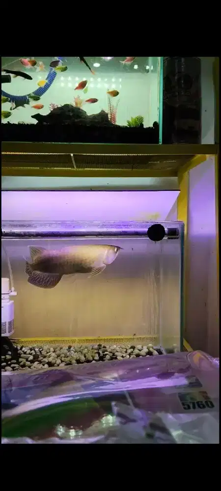jual ikan arwana green pino