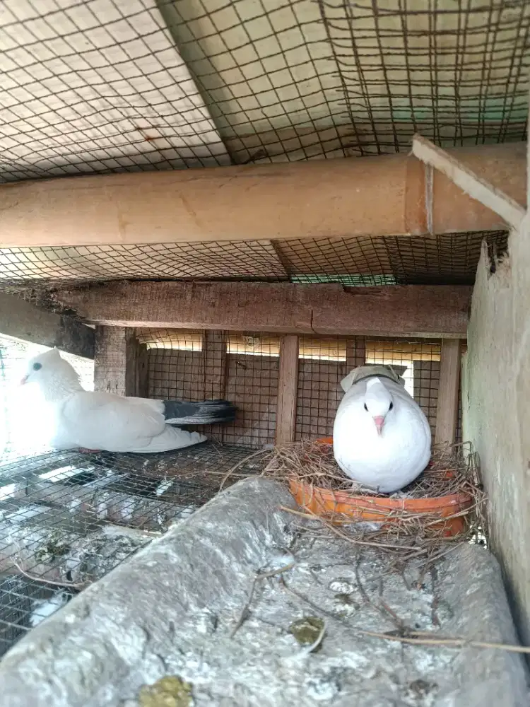 Burung Merpati hias/dara putih