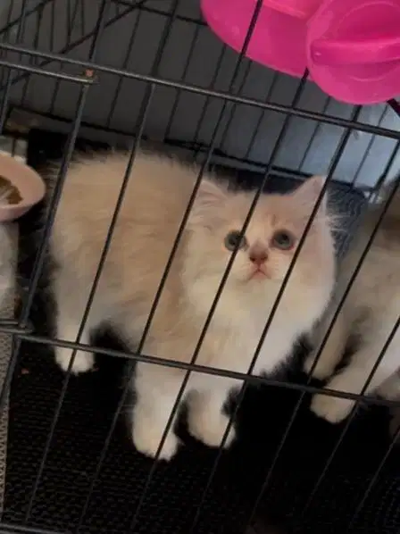 kucing persia longhair