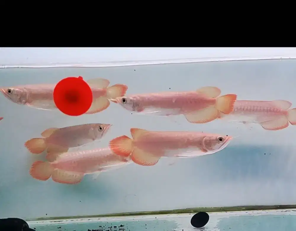 Arwana super red size 18cm