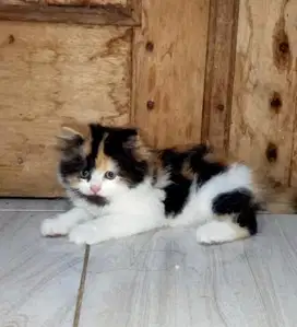 KUCING KITTEN PERSIAN BULU KAPAS BETINA LONGHAIR