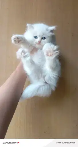 Kitten Persia Norwegian