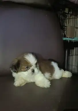 Anak Anjing Shitzu Jantan