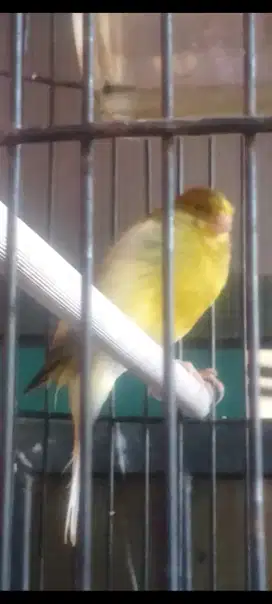 Kemari AF warna kuning dan warna oren silit