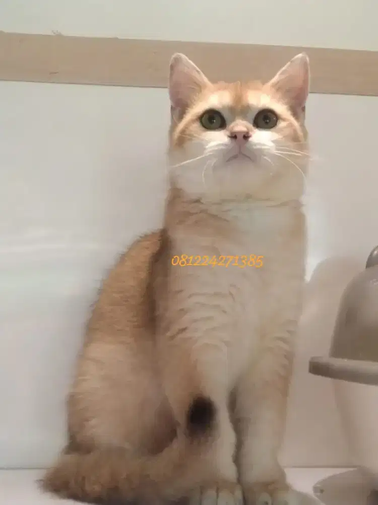 bsh golden ny11