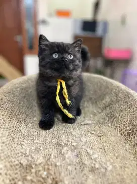 British shorthair