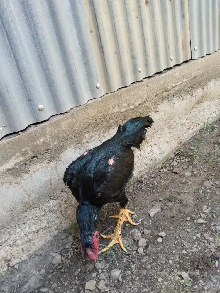 Ayam Pakoy hrg Terjangkau