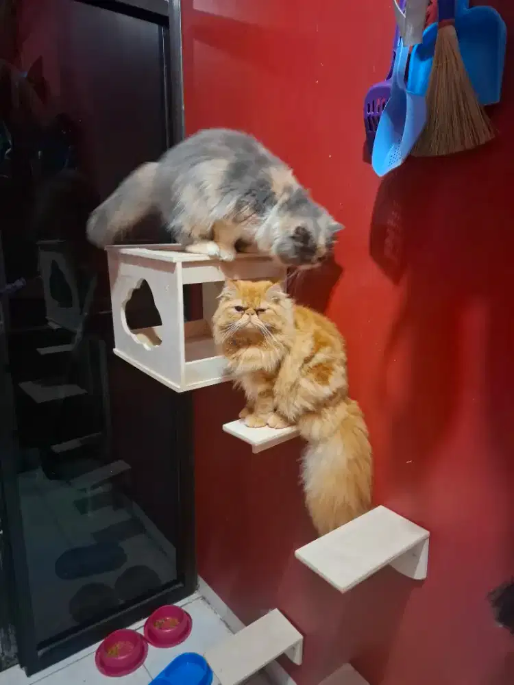 Pacak kucing gratis