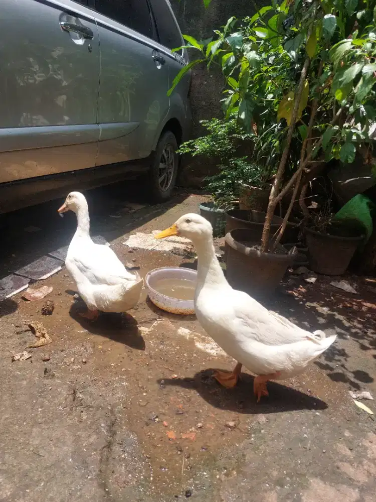 Di jual bebek dewasa sepasang