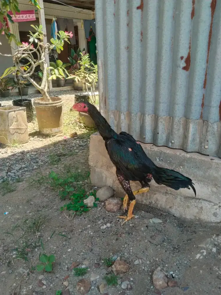 Ayam Pakoy hrg Terjangkau