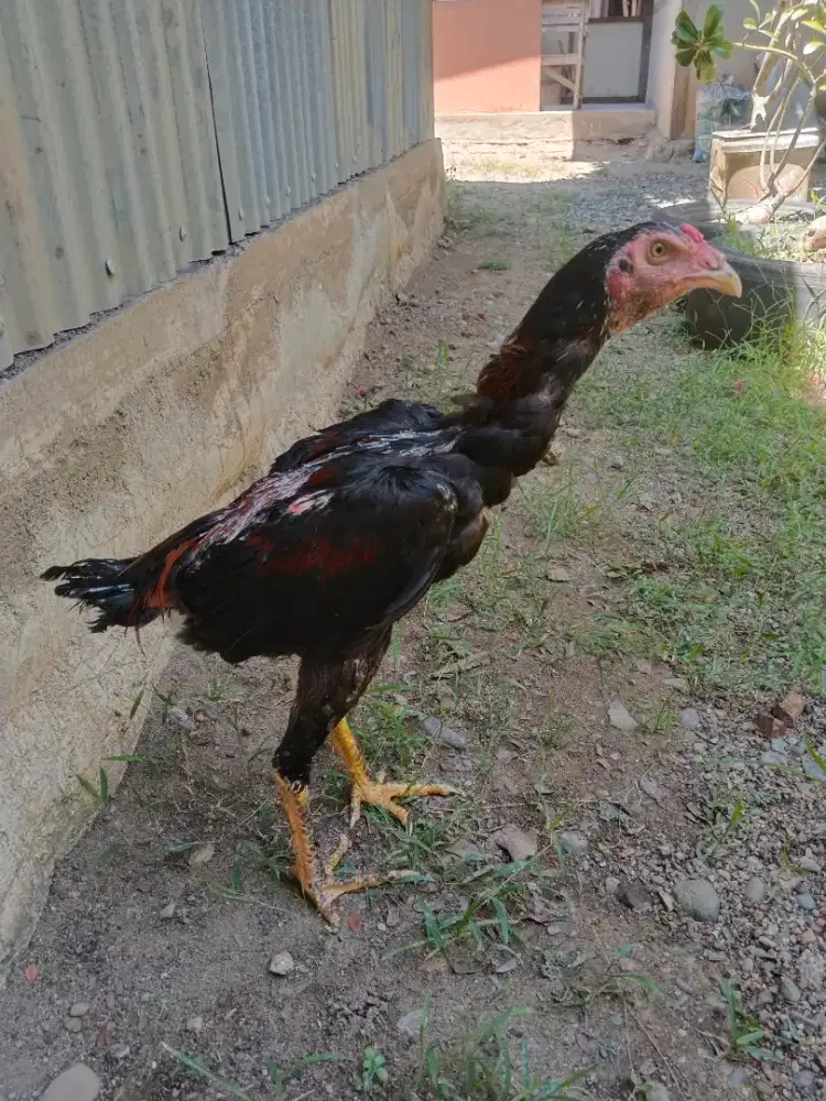 Ayam Pakoy hrg Terjangkau