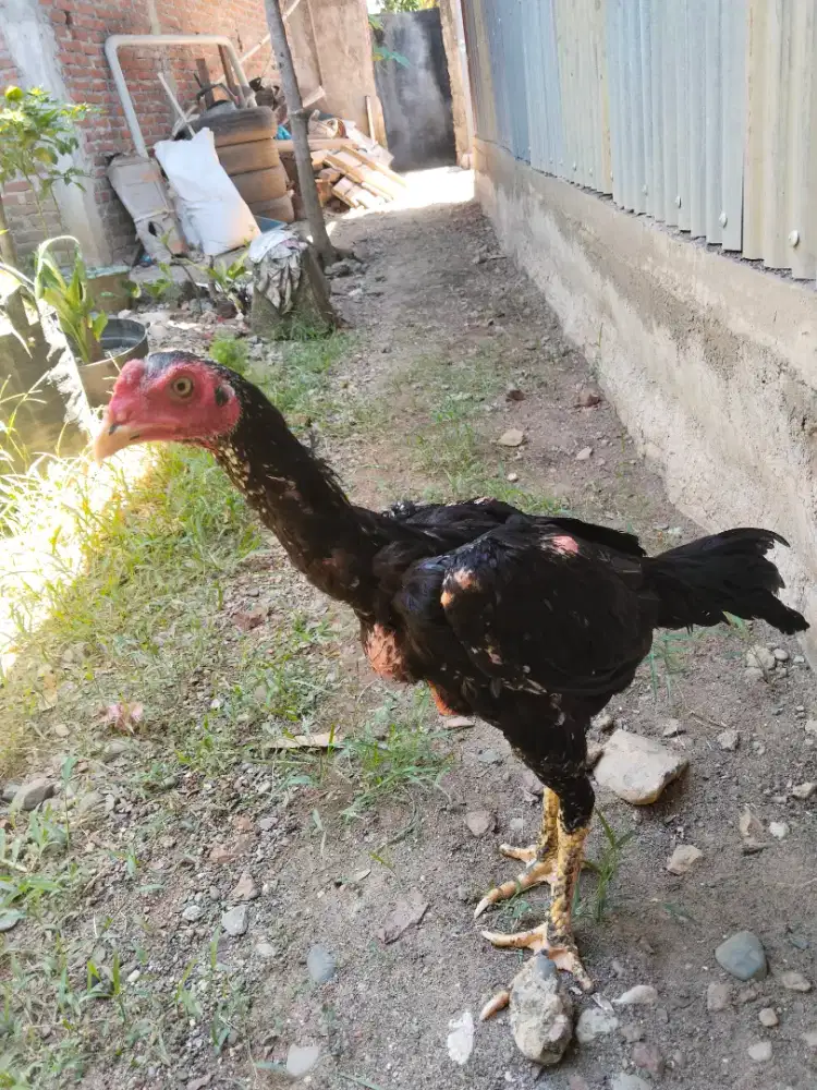 Ayam Pakoy hrg Terjangkau