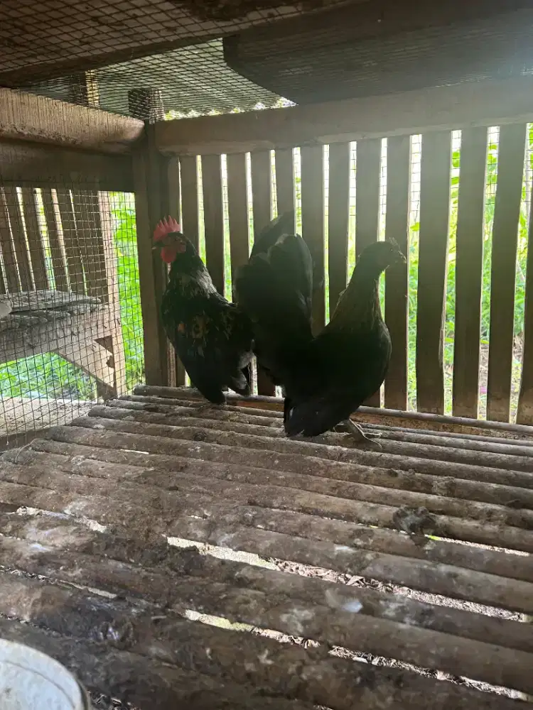 Ayam Kate Sepasang (Hitam)