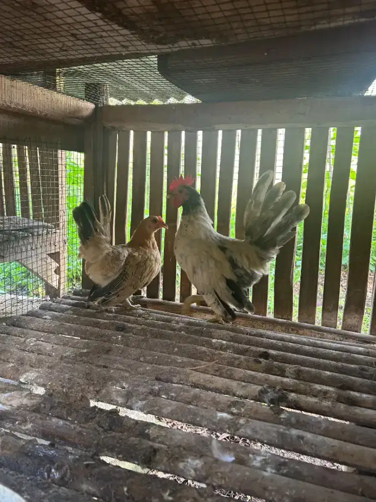 Ayam Kate Sepasang