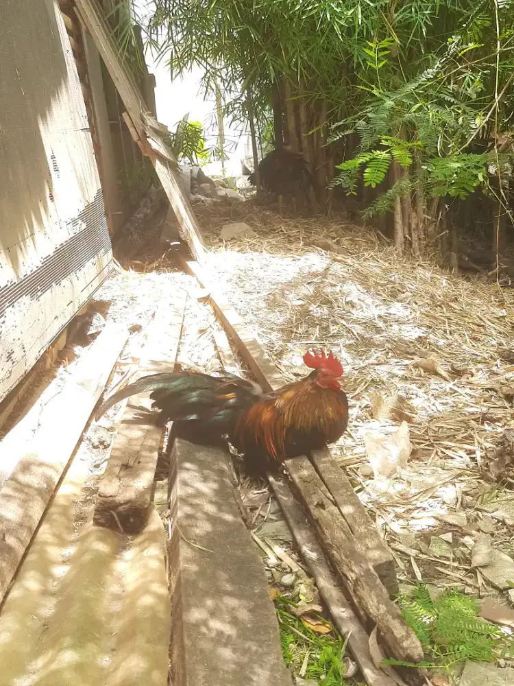Ayam Katek Umur 1 Tahun
