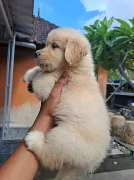 Golden Retriver