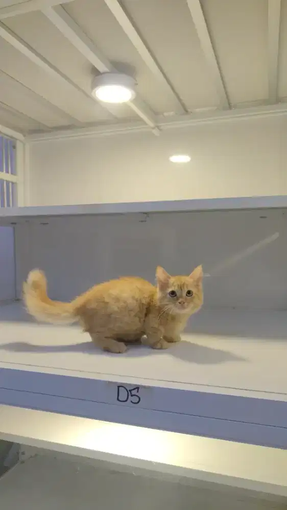 Kucing kitten ras munhckin cebol betina