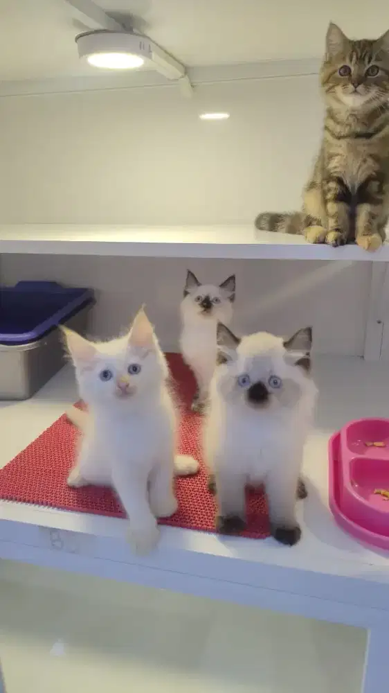 Kucing kitten ras himalaya blue eyes