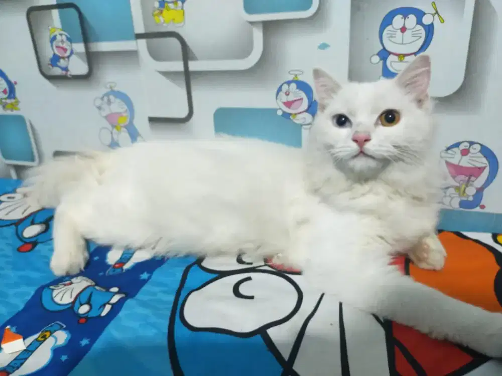 Kucing Persia odd eyes