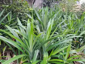 Daun Pandan pohon pandan kiloan