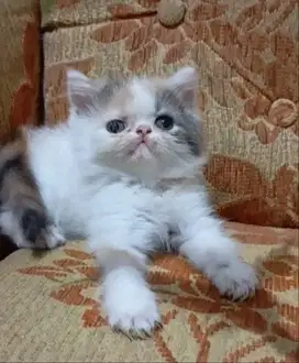 Kitten kalico peaknose shorthair