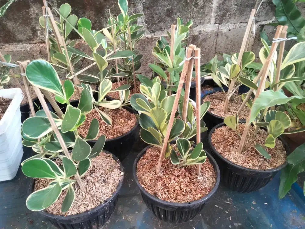 Tanaman pohon clusia rosea varigata