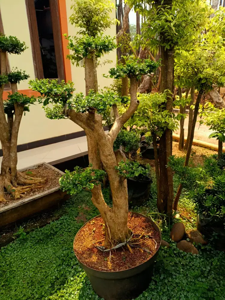 Pohon Bonsai Sancang - Tanaman Hias Bonsai Sancang