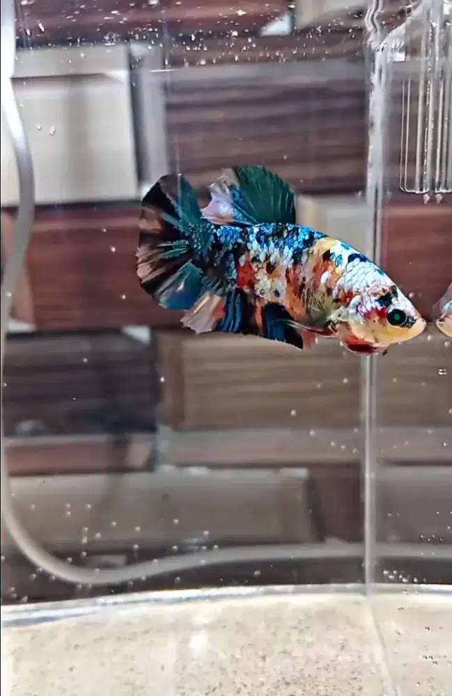 Cupang multi neon male