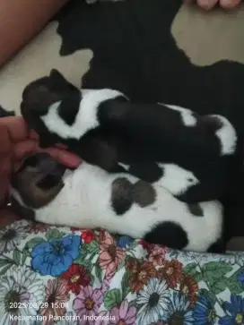 Anjing dibawah 2 bulan