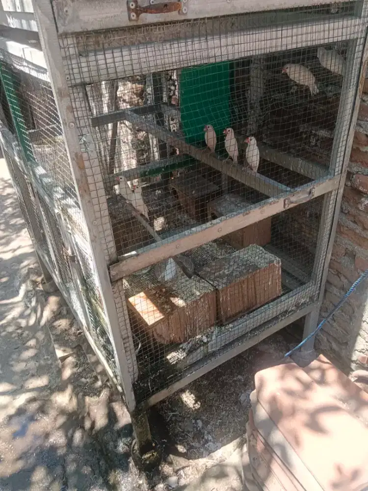 Jual burung glatik
