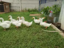 Bebek Hias Peking Full Putih Sepasang