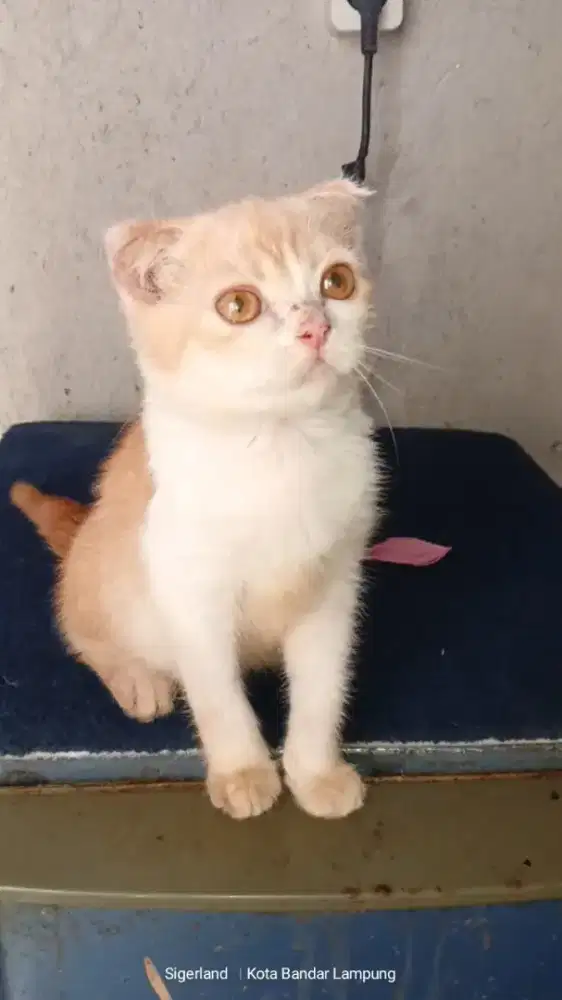 Kucing Scottish fold oyen