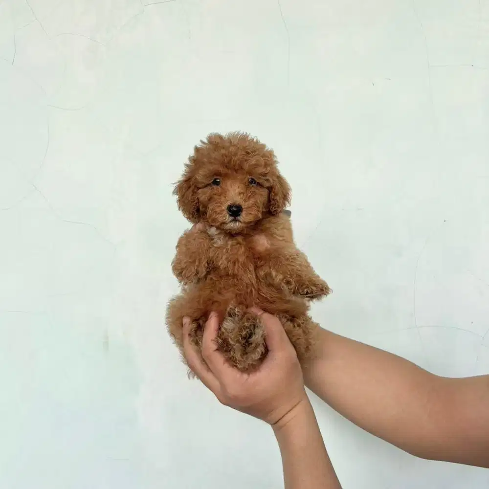Toy Poodle Fawn Stambum Vaksin Puppy
