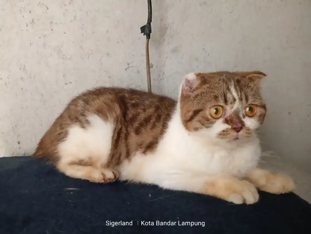 Kucing Scottish fold BSH