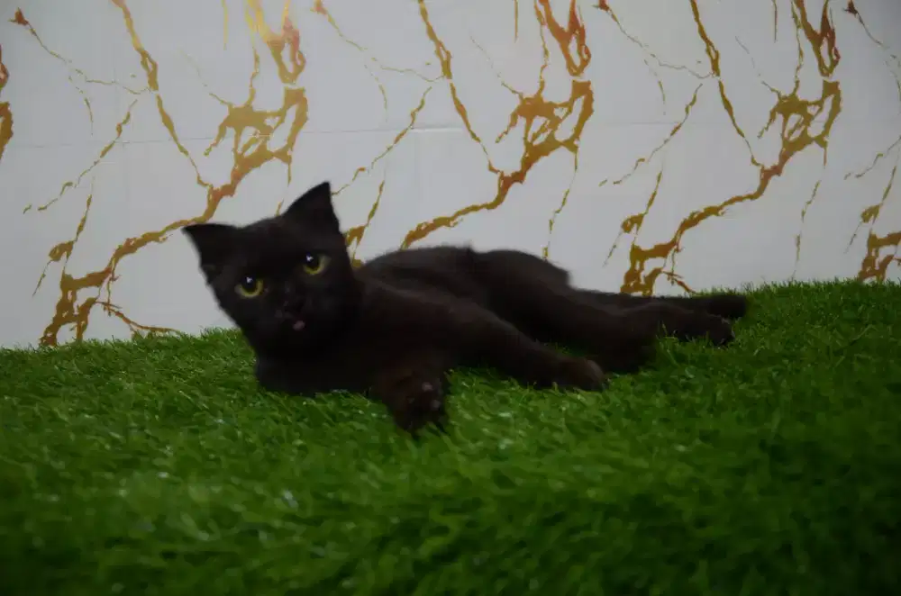 jantan scottish kitten 2ekor