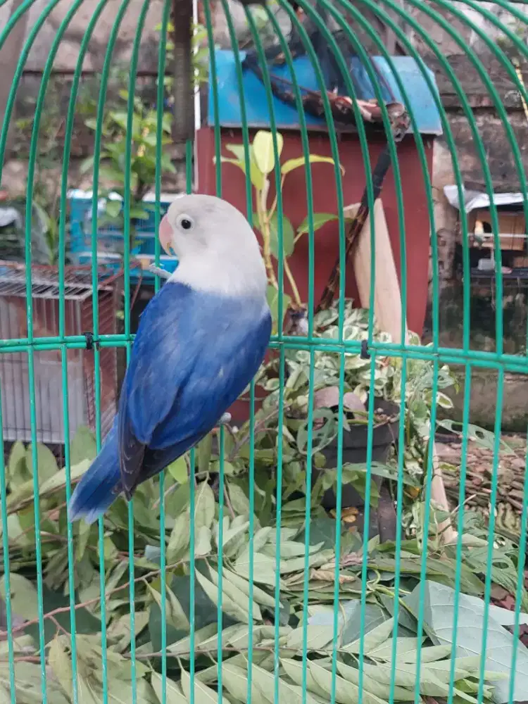 Lovebird jantan biola vio