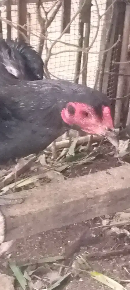 Jual  1 pasang ayam Bangkok pakoy