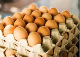 Telur ayam 5 Ton Murah