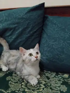 Lepas adopsi anakan munchkin calico