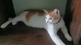 Butuh kerjaan mengurus kucing