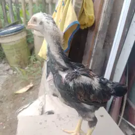 Ayam samo usia 2 bulan lokasi kelender jkt timur