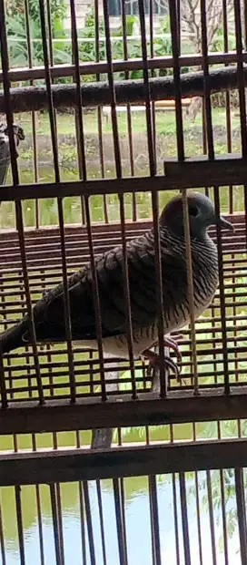 Burung Perkutut Kantong Semar