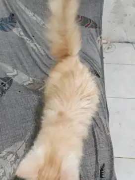 Open adopsi Kitten peaknose longhair 2.5bln Betina