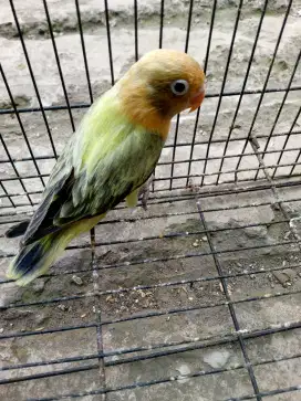 Biola pb wing paud