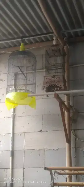 Kandang lovebird dan kandang pleci