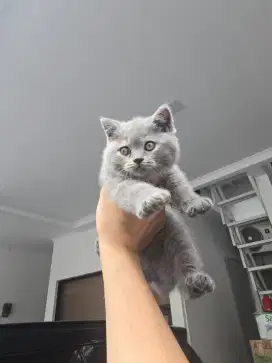KUCING KITTEN BSH