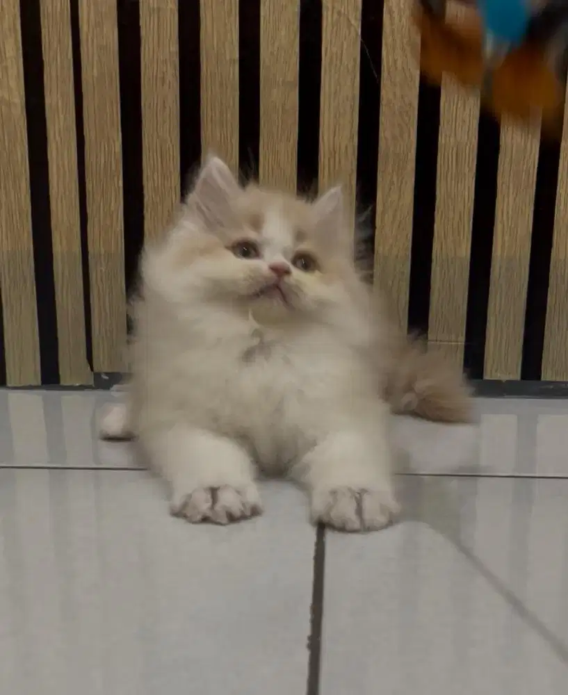 Open adopsi kucing persia