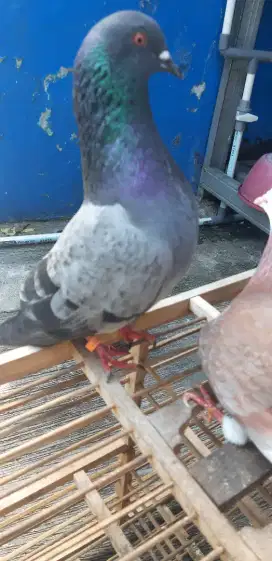 Burung dara/ merpati